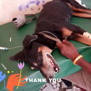 Sancore animal rescue and shelter