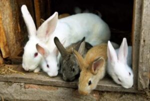 Anwaah Animals Farm