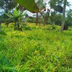 Legend Organic vegetables Company Limited.