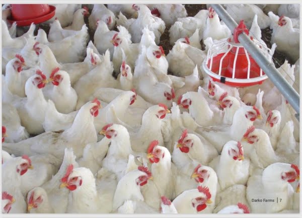 darko farms co ltd2
