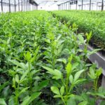 Plant genetic resources research institute