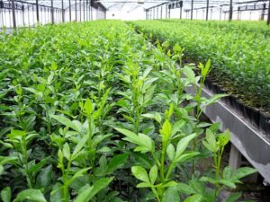 Plant genetic resources research institute