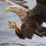 The Law Office of Isaac M. Larbi