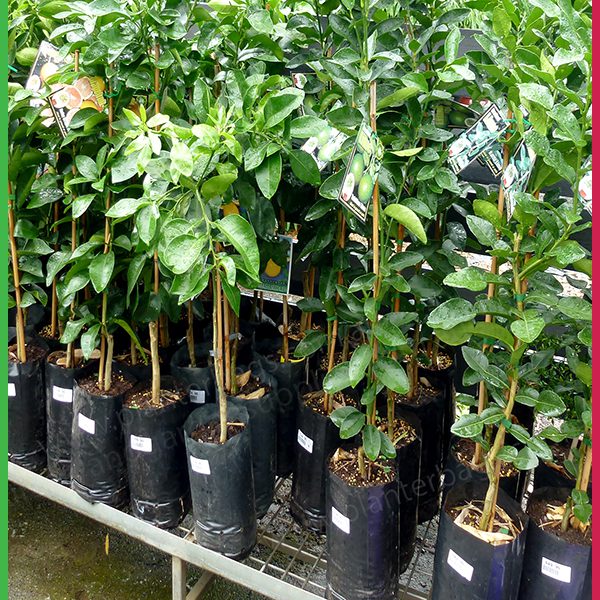 1498338723 67 harmony agrobusiness services