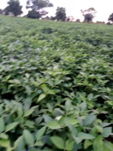 TUUROSONG M.S FARMS COMPANY LIMITED